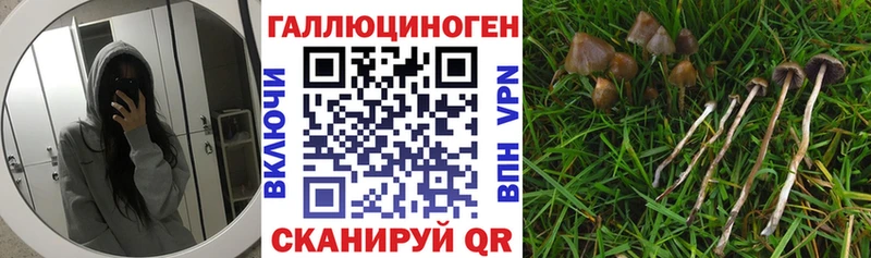 Псилоцибиновые грибы Cubensis  Липки 